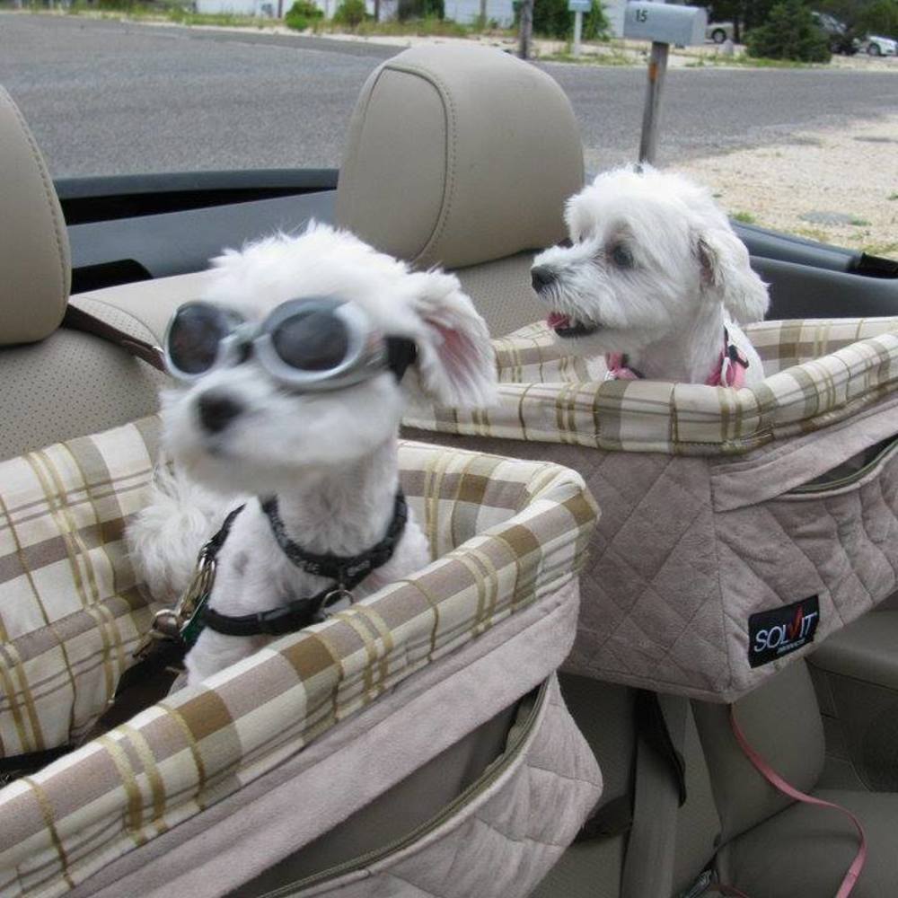 Meet your Posher, Barbara